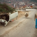 Namik and his sheep